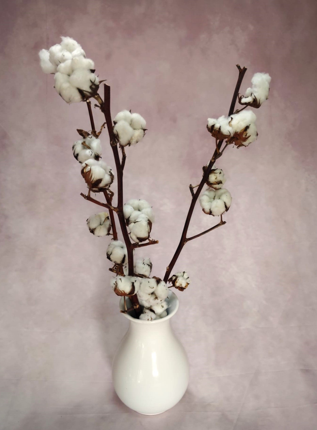 Vara de flor de algodón.