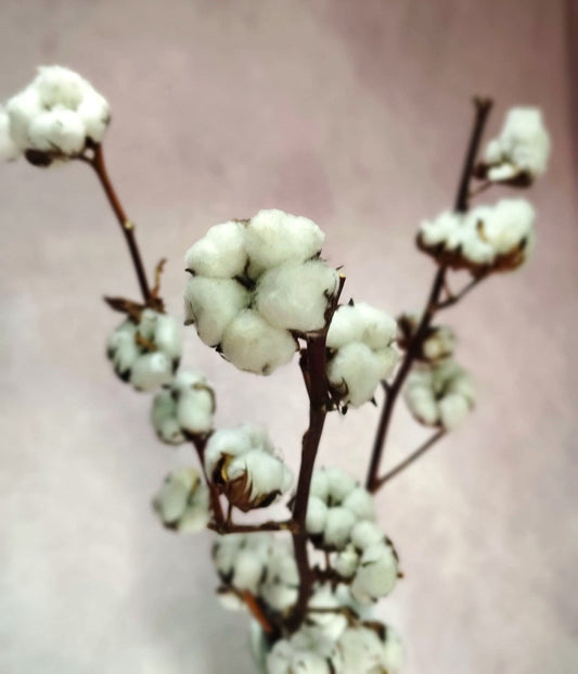 Vara de flor de algodón.