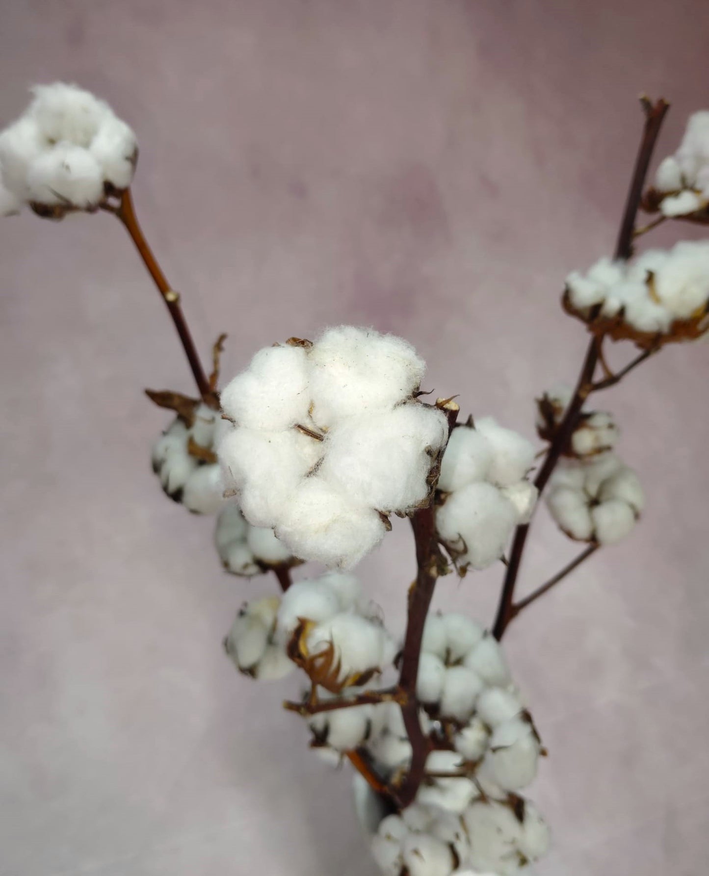 Vara de flor de algodón.